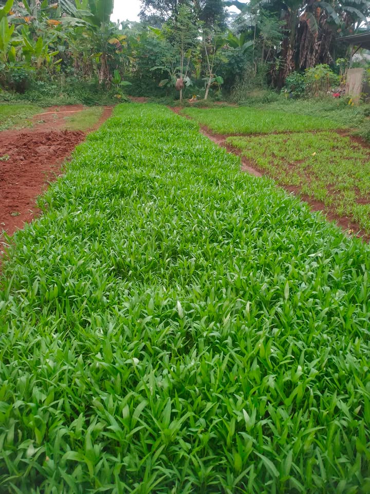 Kangkung Organik siap sayur