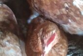 Ayam petelur umur 19 Minggu