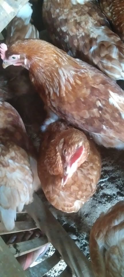 Ayam petelur umur 19 Minggu