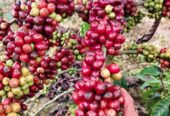 Bibit kopi kwalitas unggul