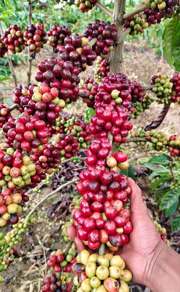 Bibit kopi kwalitas unggul