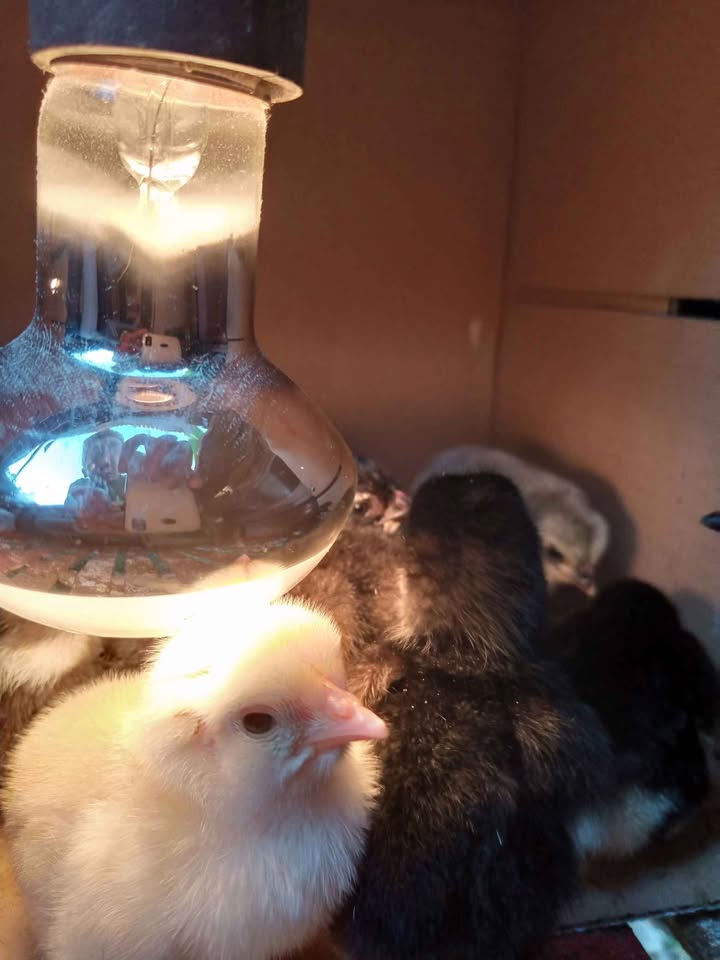 Anak ayam KUB Borong 120 Nego