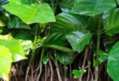 Bibit kopi kwalitas unggul