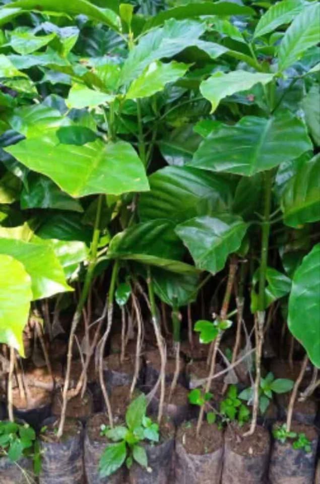 Bibit kopi kwalitas unggul