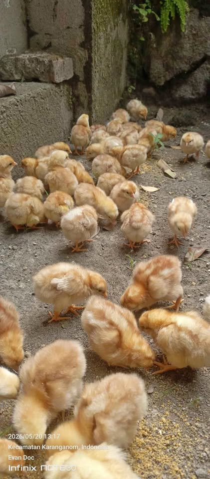 DOC Bibit Ayam petelur merah
