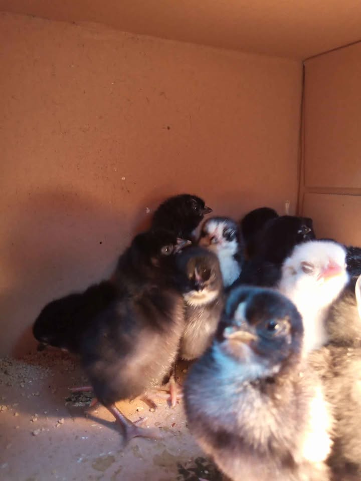 Anak ayam KUB Borong 120 Nego
