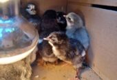 Anak ayam KUB Borong 120 Nego