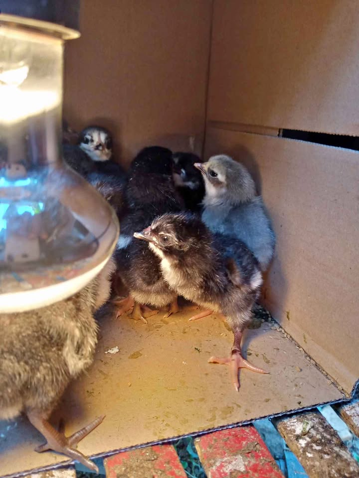 Anak ayam KUB Borong 120 Nego