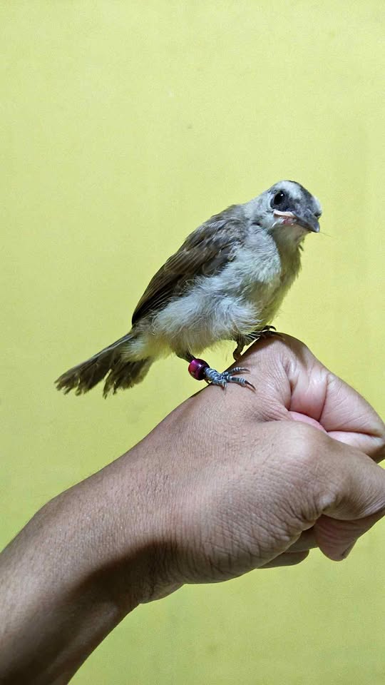 Burung trucukan usia 1 bulan