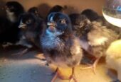 Anak ayam KUB Borong 120 Nego