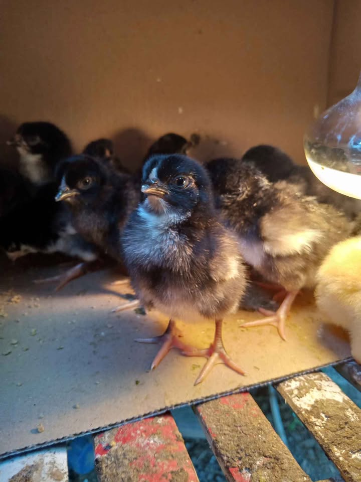 Anak ayam KUB Borong 120 Nego