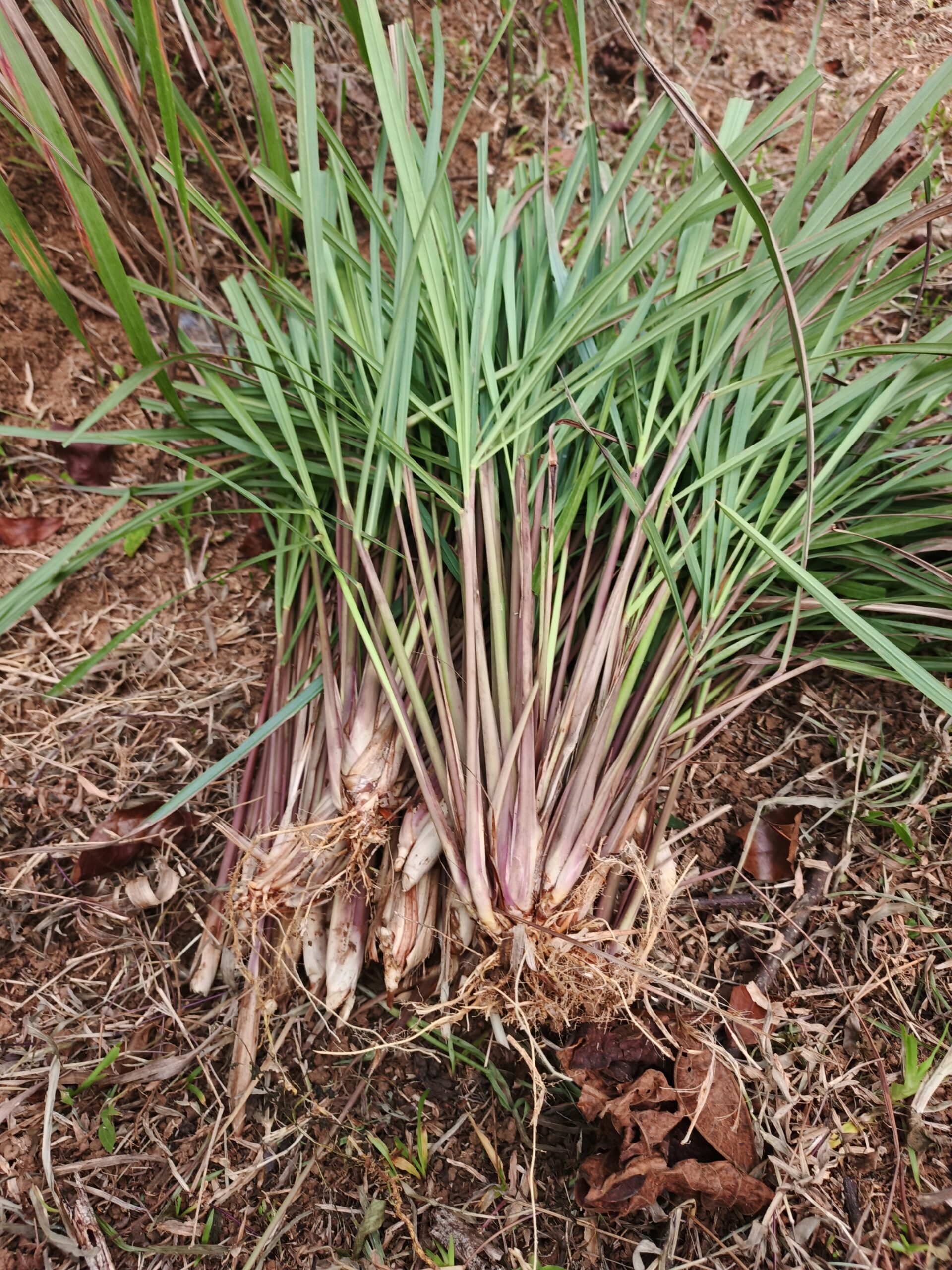 Bibit Sereh merah/sereh wangi siap tanam isi 10 pcs