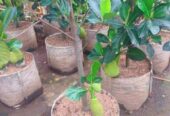 Nangka merah madu harga cuma 25k an