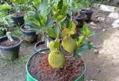 Nangka merah madu harga cuma 25k an