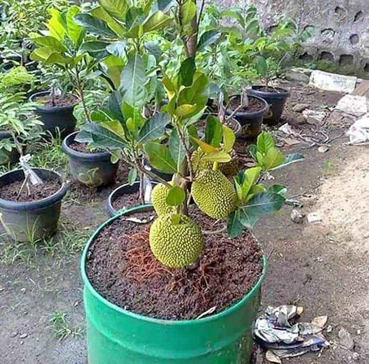 Nangka merah madu harga cuma 25k an