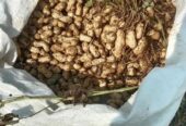 Kacang tanah/suuk kering super