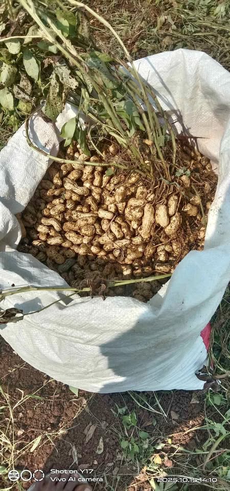 Kacang tanah/suuk kering super