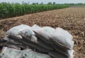 Pupuk organik dijamin kualitas super