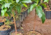 Bibit alpukat super jumbo
