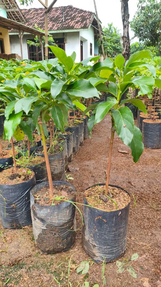 Bibit alpukat super jumbo