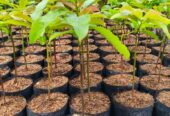 Bibit alpukat super jumbo