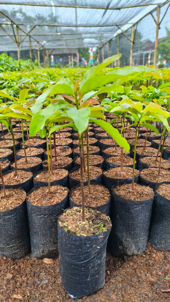 Bibit alpukat super jumbo