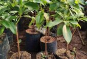 Bibit alpukat super jumbo