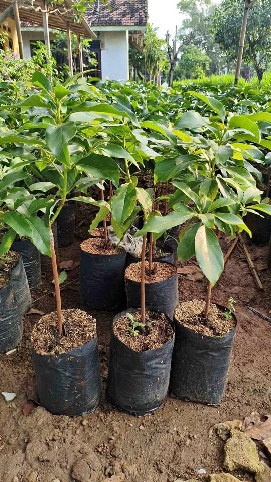 Bibit alpukat super jumbo