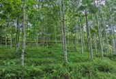 Dijual Tanah Kebon Manglid Sumedang
