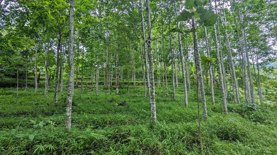 Dijual Tanah Kebon Manglid Sumedang