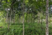 Dijual Tanah Kebon Manglid Sumedang