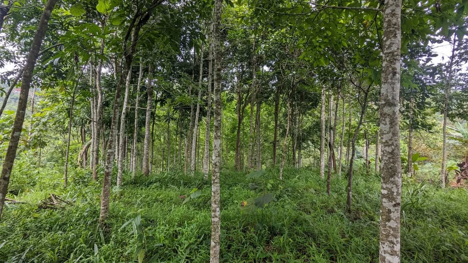 Dijual Tanah Kebon Manglid Sumedang