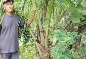 Bibit dongkelan kelapa genjah enthog