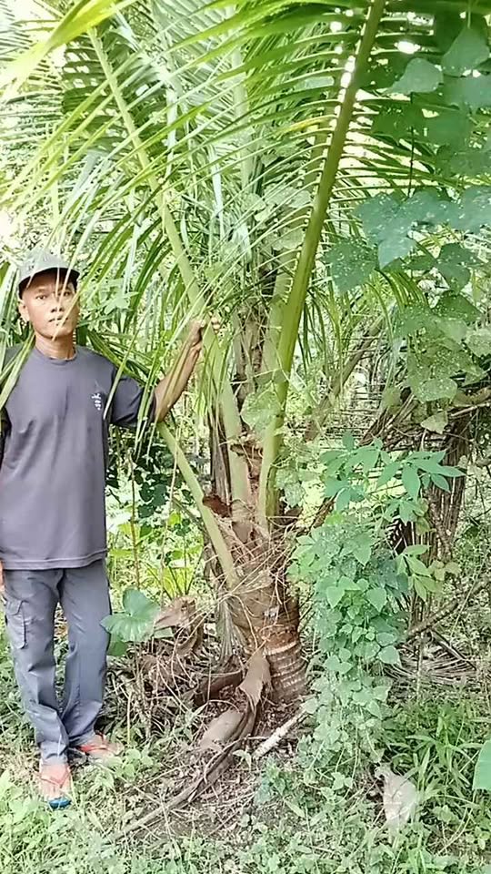 Bibit dongkelan kelapa genjah enthog