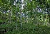 Dijual Tanah Kebon Manglid Sumedang