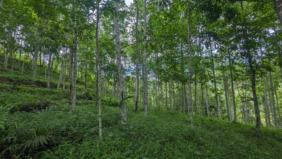 Dijual Tanah Kebon Manglid Sumedang