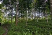 Dijual Tanah Kebon Manglid Sumedang