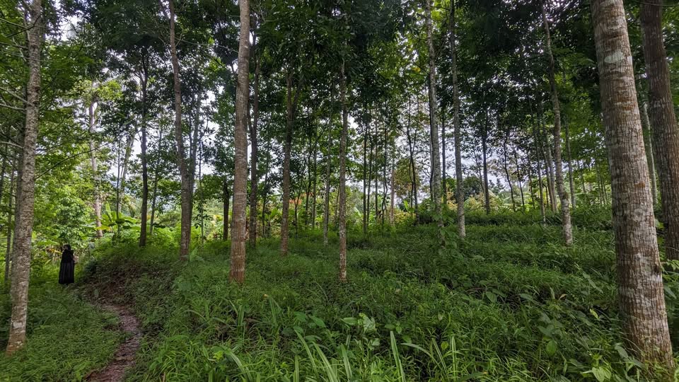Dijual Tanah Kebon Manglid Sumedang