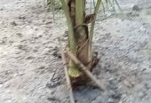 Bibit dongkelan kelapa genjah enthog