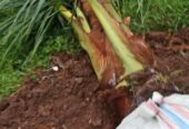 Bibit dongkelan kelapa genjah enthog