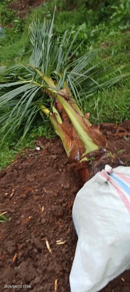Bibit dongkelan kelapa genjah enthog