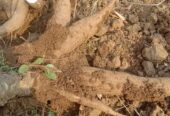 Singkong mempur dan padat fresh