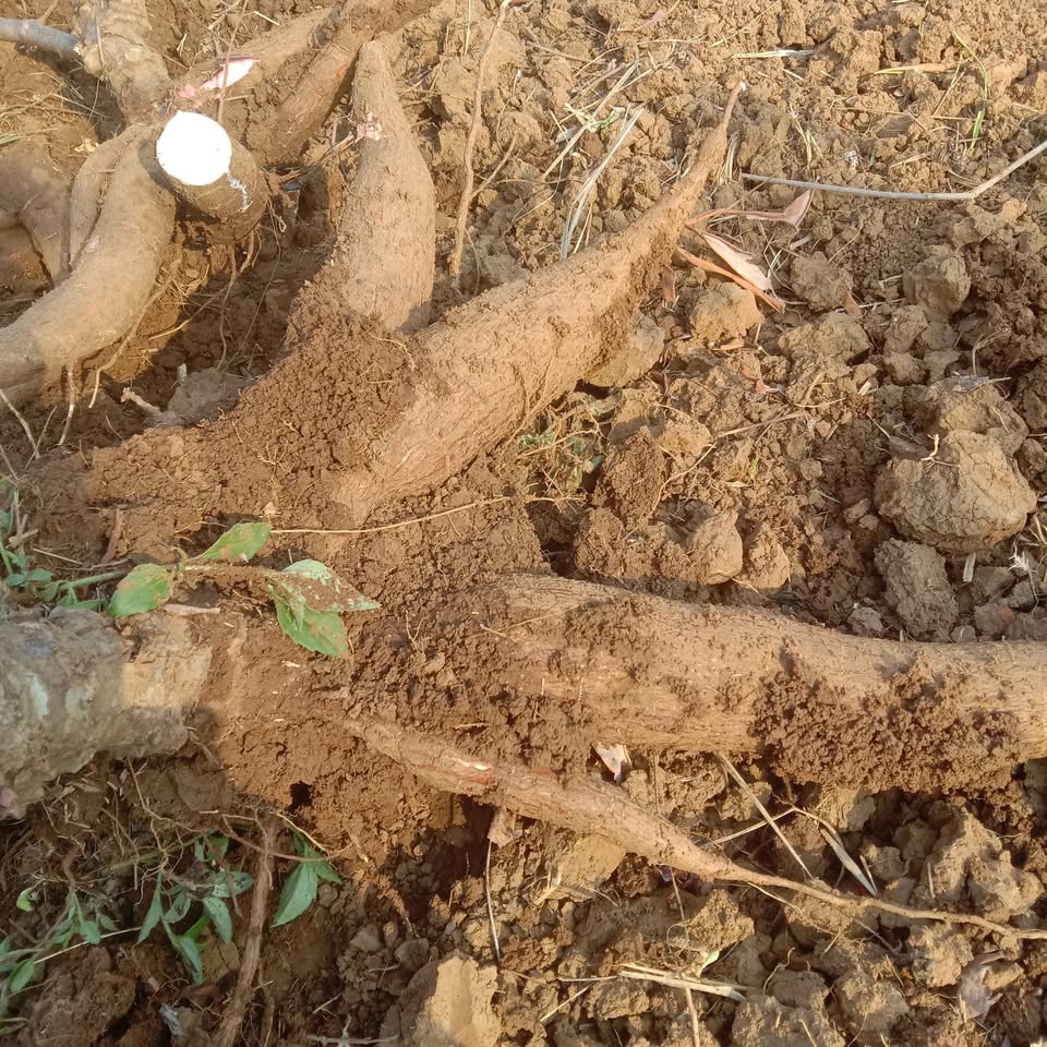 Singkong mempur dan padat fresh