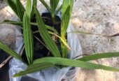 Bibit Kurma Ajwa super siap tanam