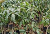 Jual Berbagai Jenis Bibit Mangga