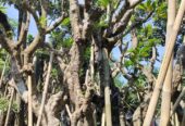 Jual Pohon Bonsai Bougenville dan Pohon Hias Pelindung