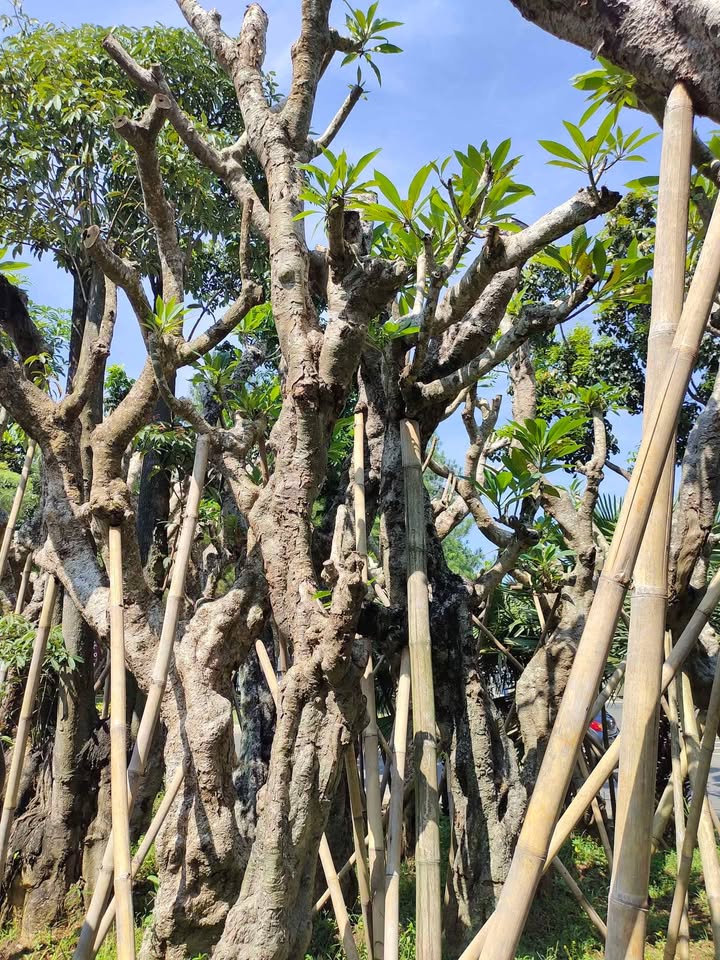 Jual Pohon Bonsai Bougenville dan Pohon Hias Pelindung