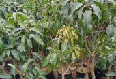 Jual Berbagai Jenis Bibit Mangga