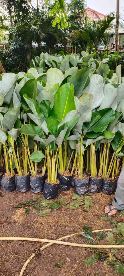 Jual Pohon Bonsai Bougenville dan Pohon Hias Pelindung