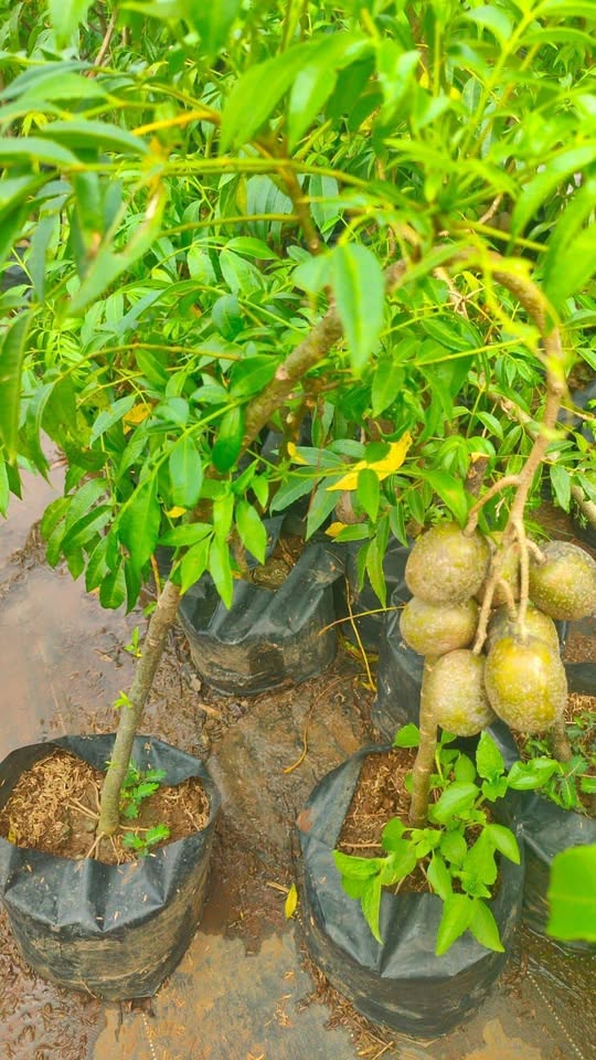 Tanaman kedondong berbuah